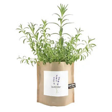 Load image into Gallery viewer, Garden in a Bag: Lavender

